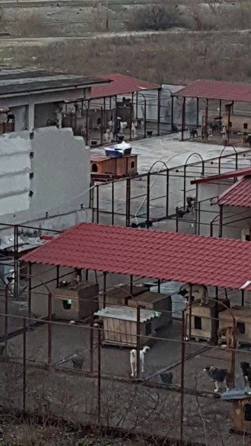 Pro Animals Deutschland e.V. – Tierheim