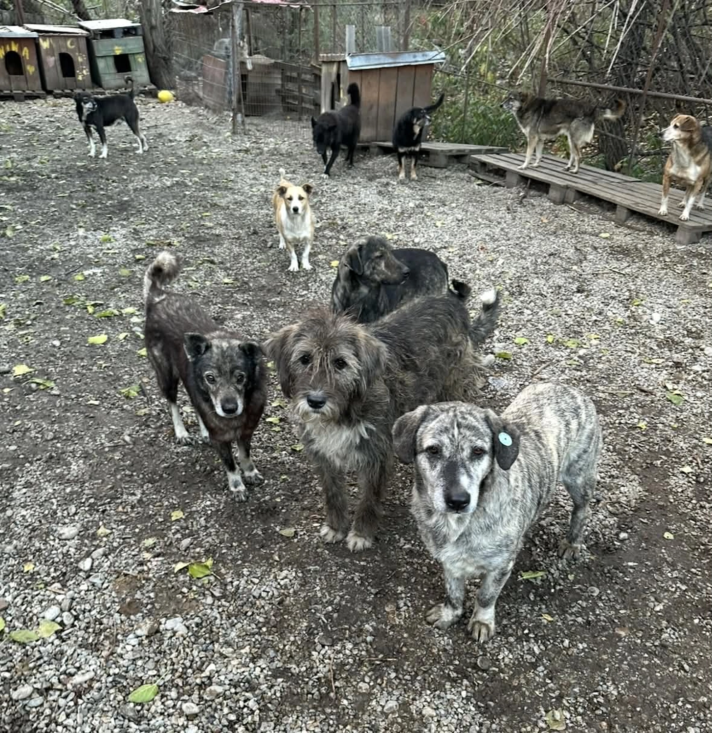 Pro Animals Deutschland e.V. – Hundeheim