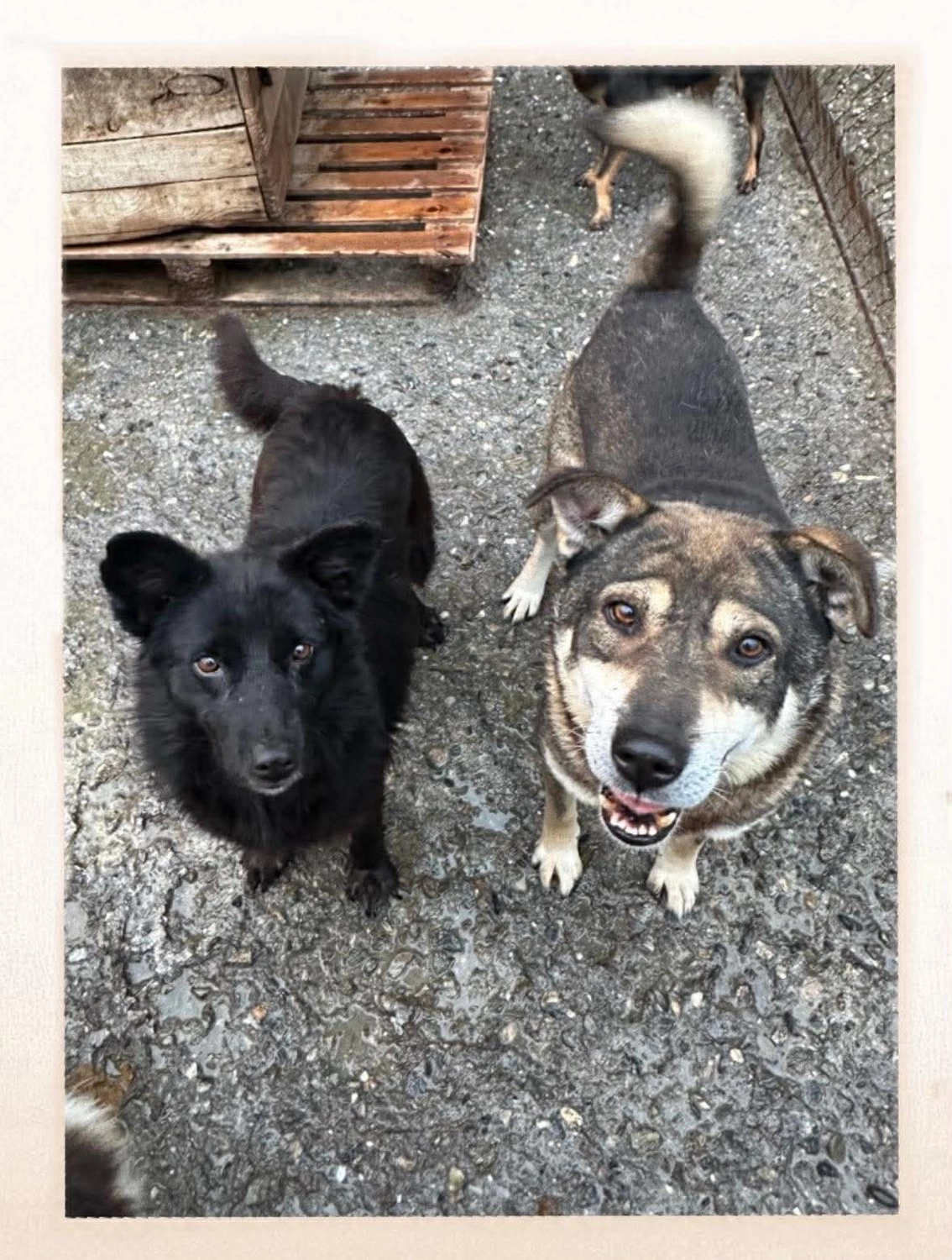 Pro Animals Deutschland e.V. – Hundeheim