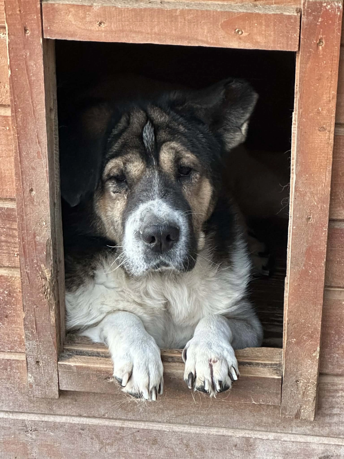Pro Animals Deutschland e.V. – Hundeheim