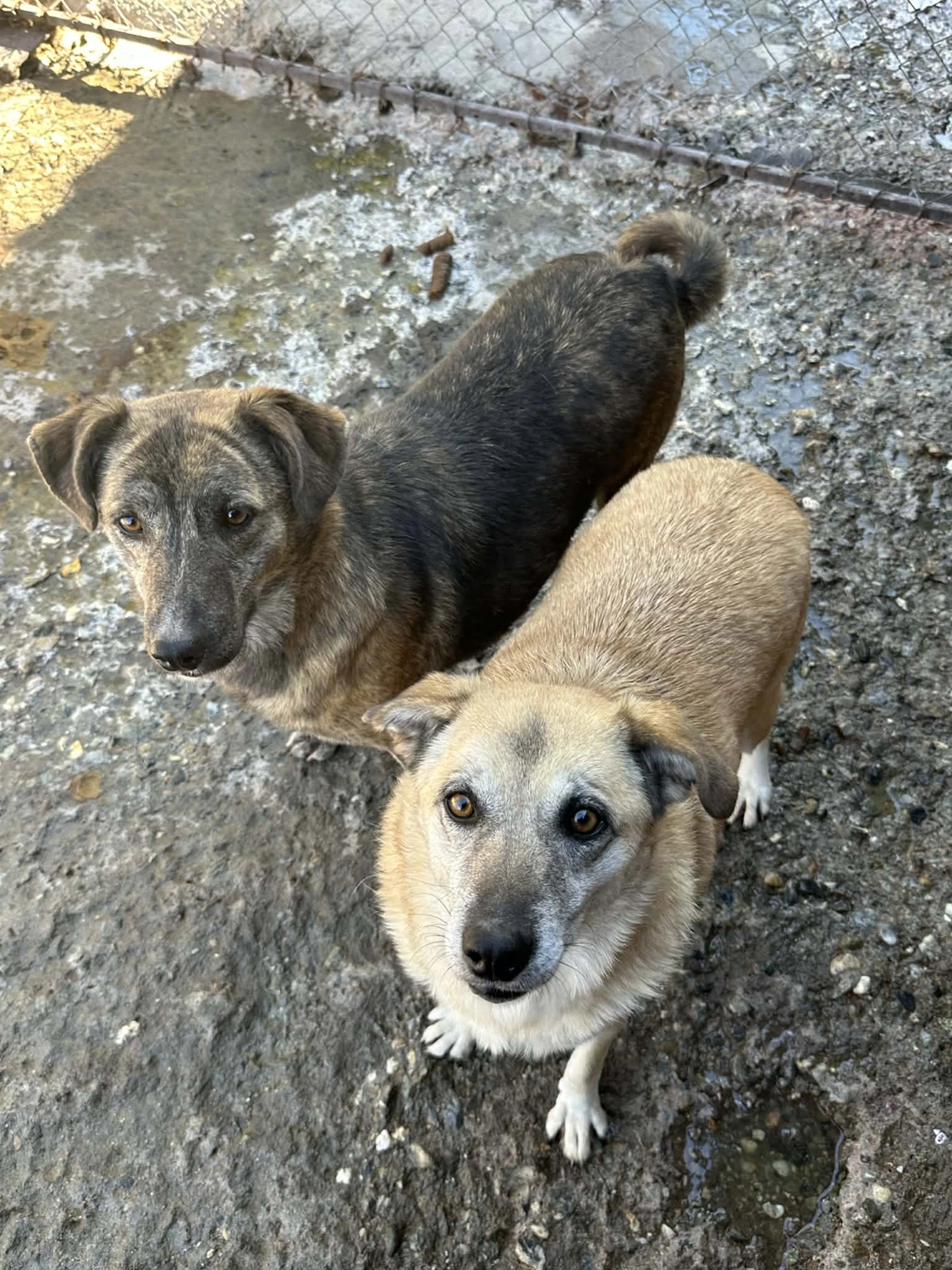 Pro Animals Deutschland e.V. – Hundeheim