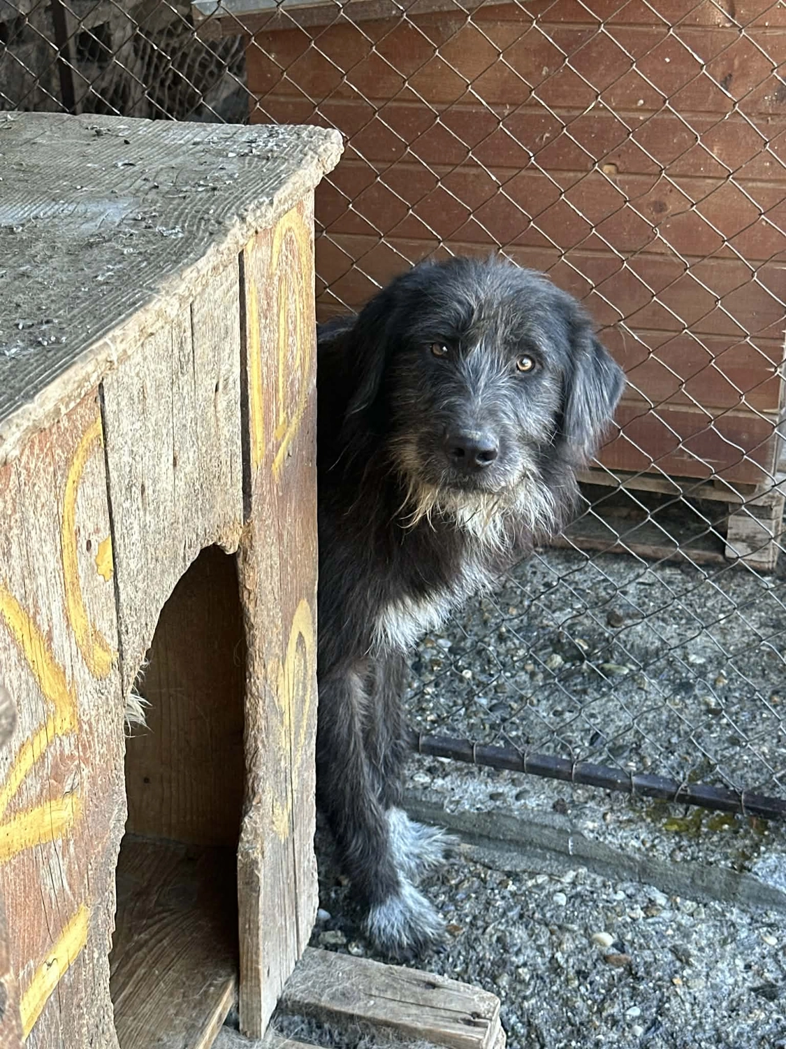 Pro Animals Deutschland e.V. – Hundeheim