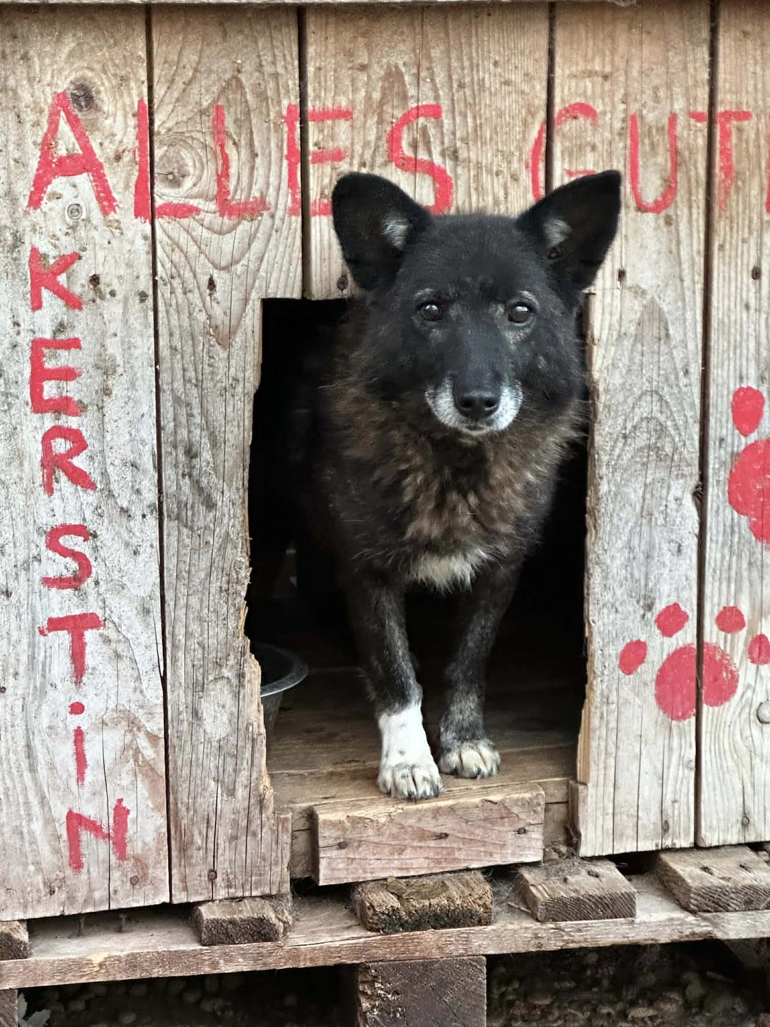 Pro Animals Deutschland e.V. – Hundeheim