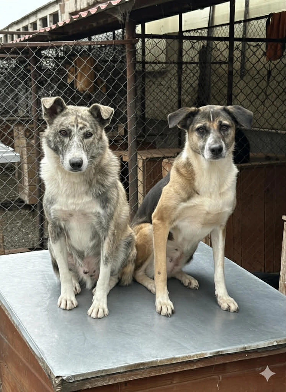 Pro Animals Deutschland e.V. – Hundeheim