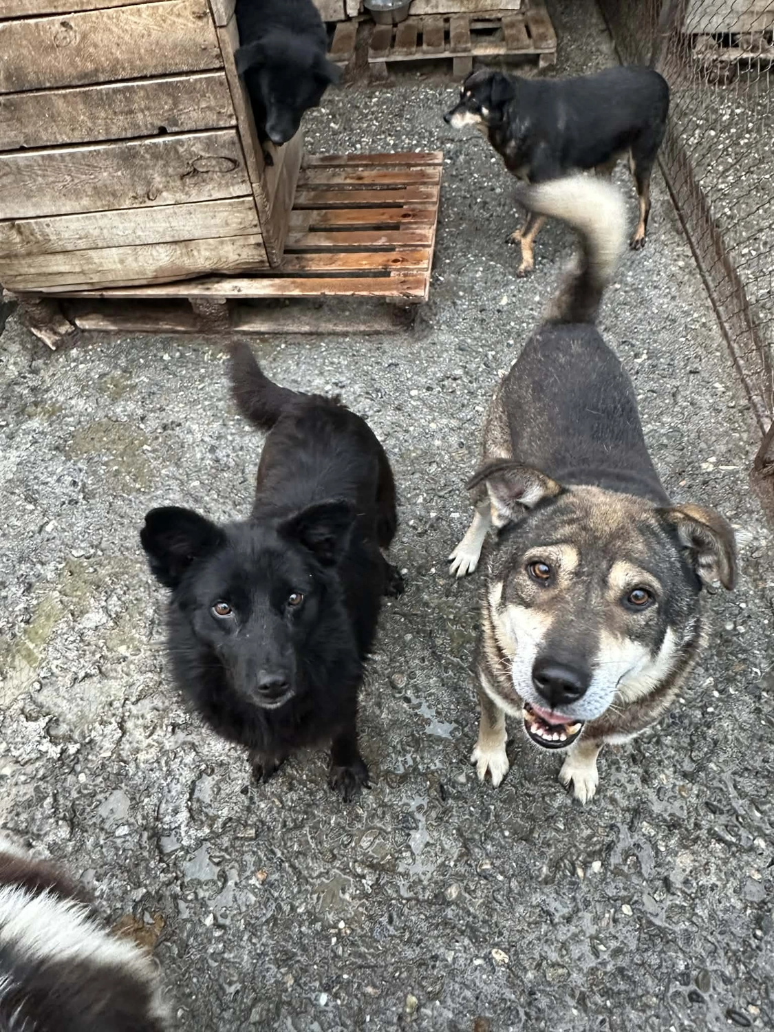Pro Animals Deutschland e.V. – Hundeheim