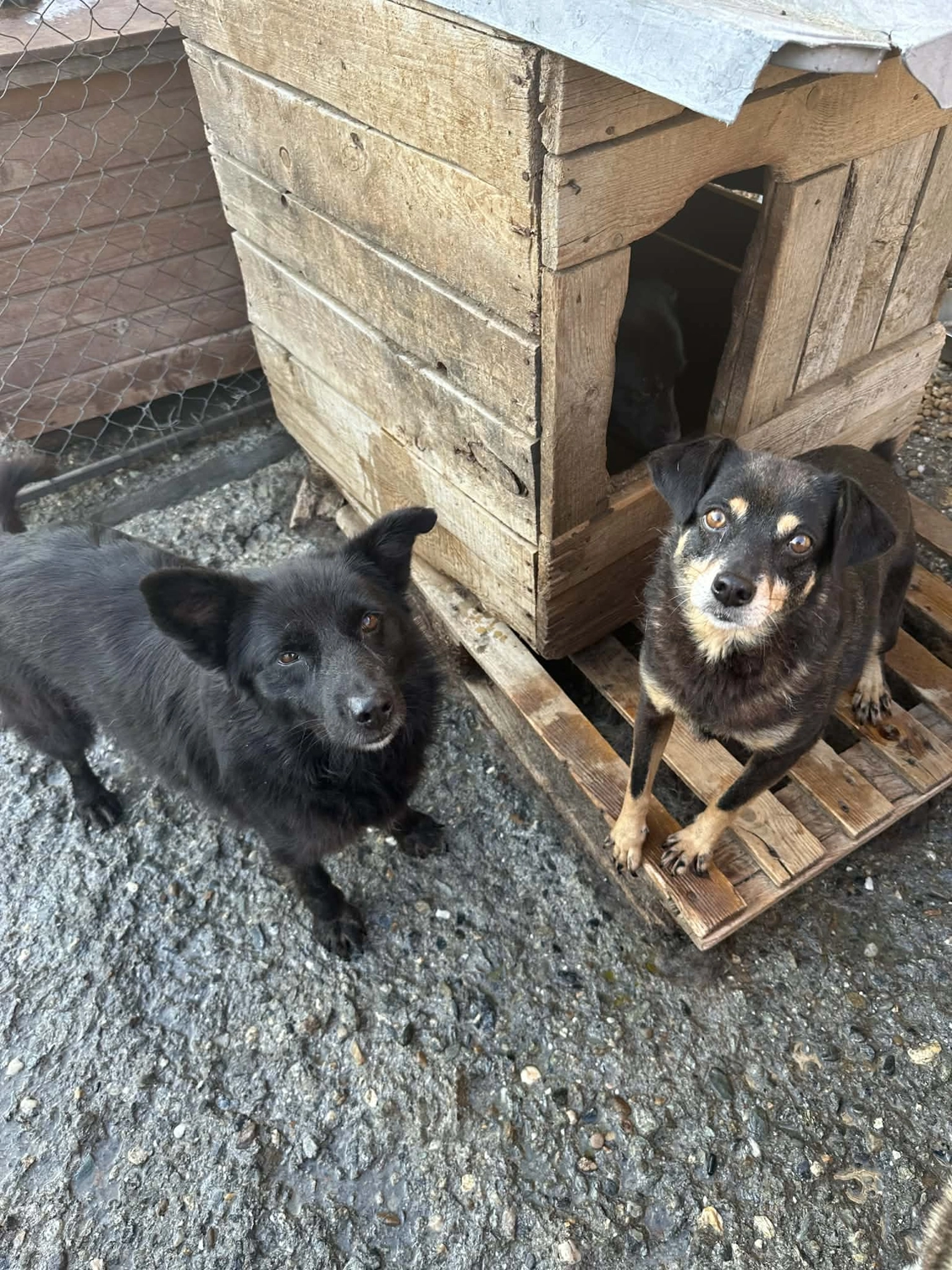Pro Animals Deutschland e.V. – Hundeheim