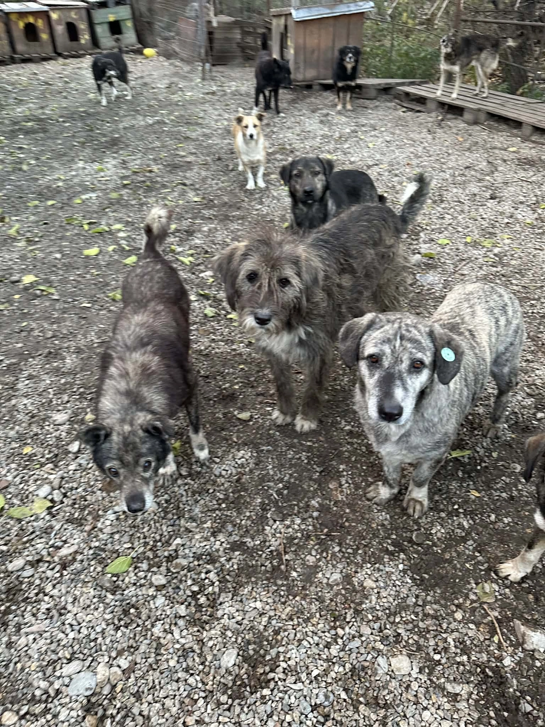 Pro Animals Deutschland e.V. – Hundeheim