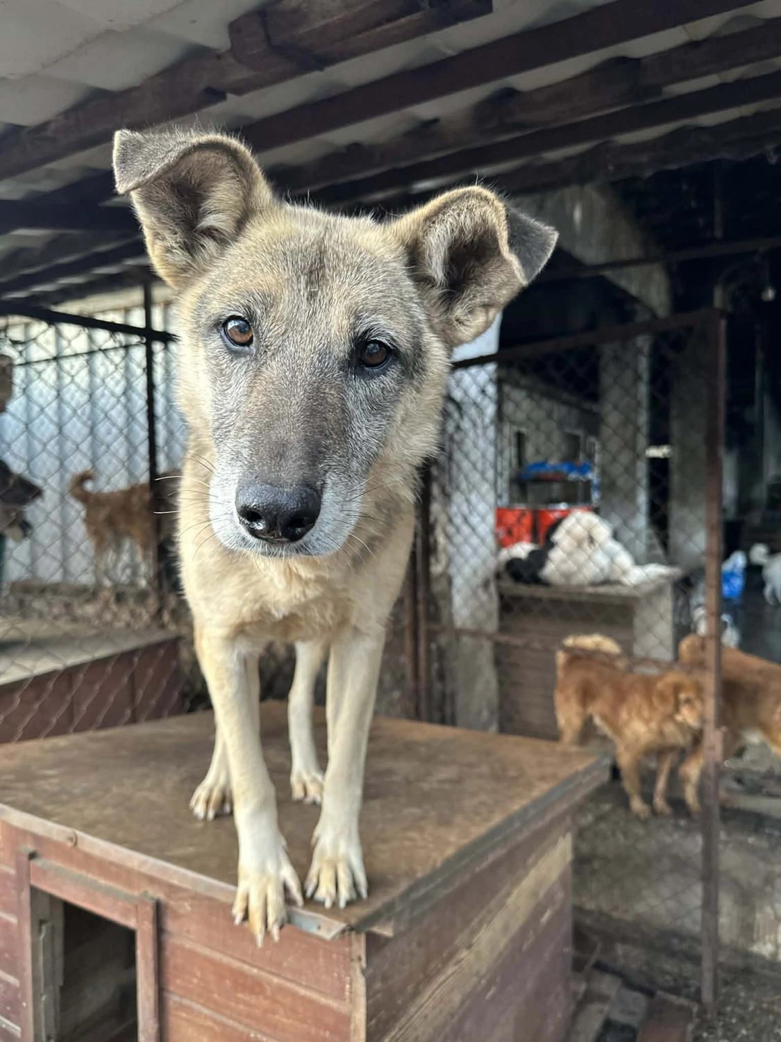Pro Animals Deutschland e.V. – Hundeheim