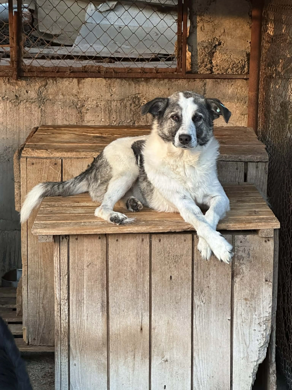 Pro Animals Deutschland e.V. – Hundeheim