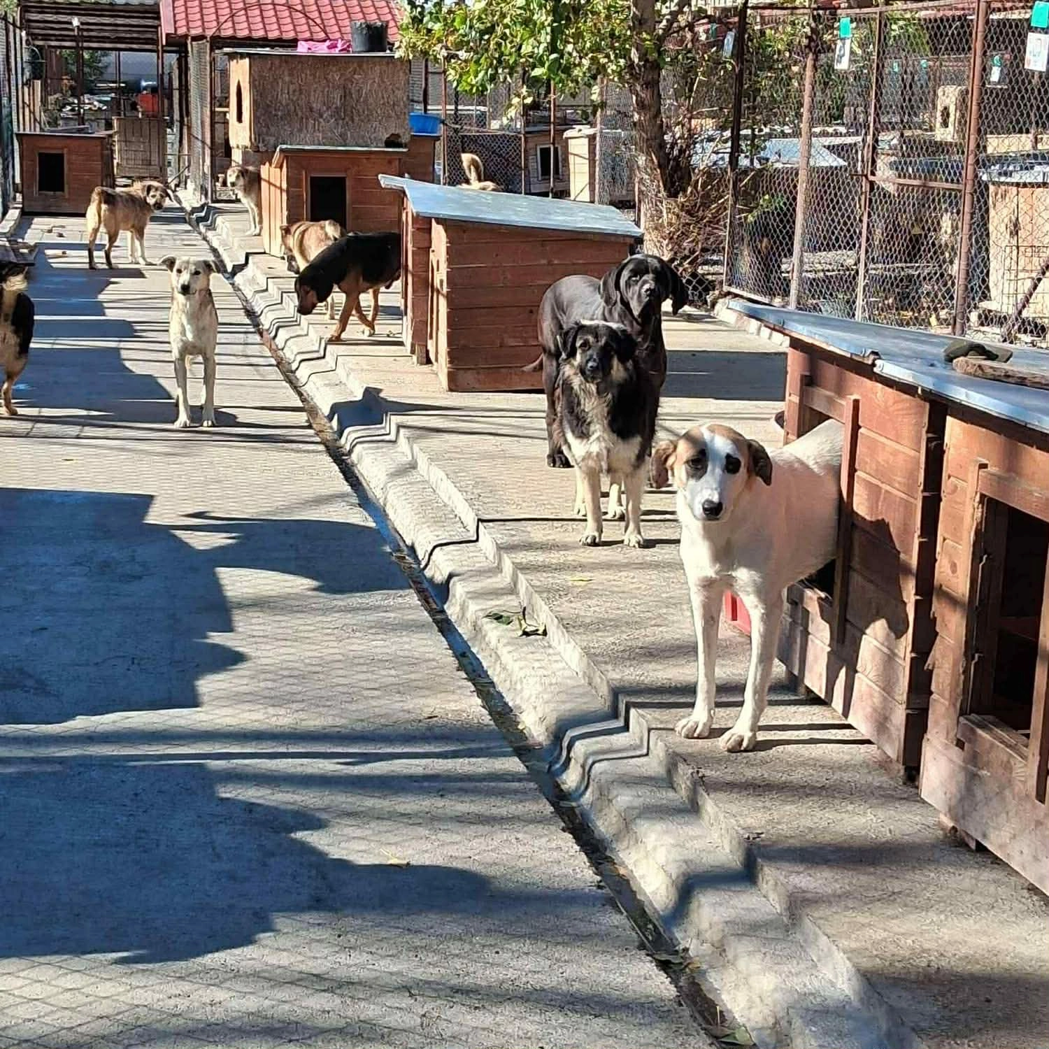 Pro Animals Deutschland e.V. – Tierheim