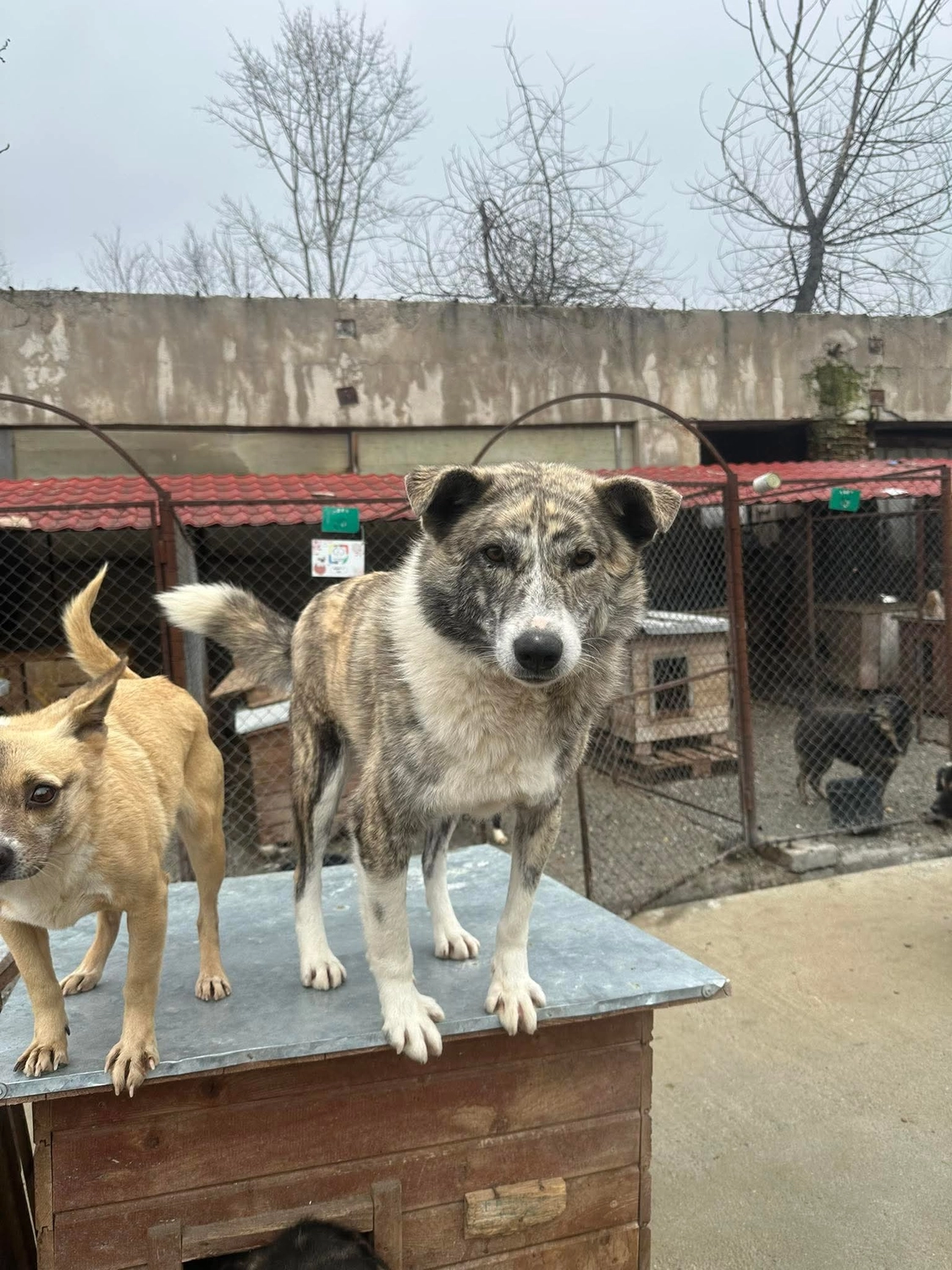Pro Animals Deutschland e.V. – Hundeheim