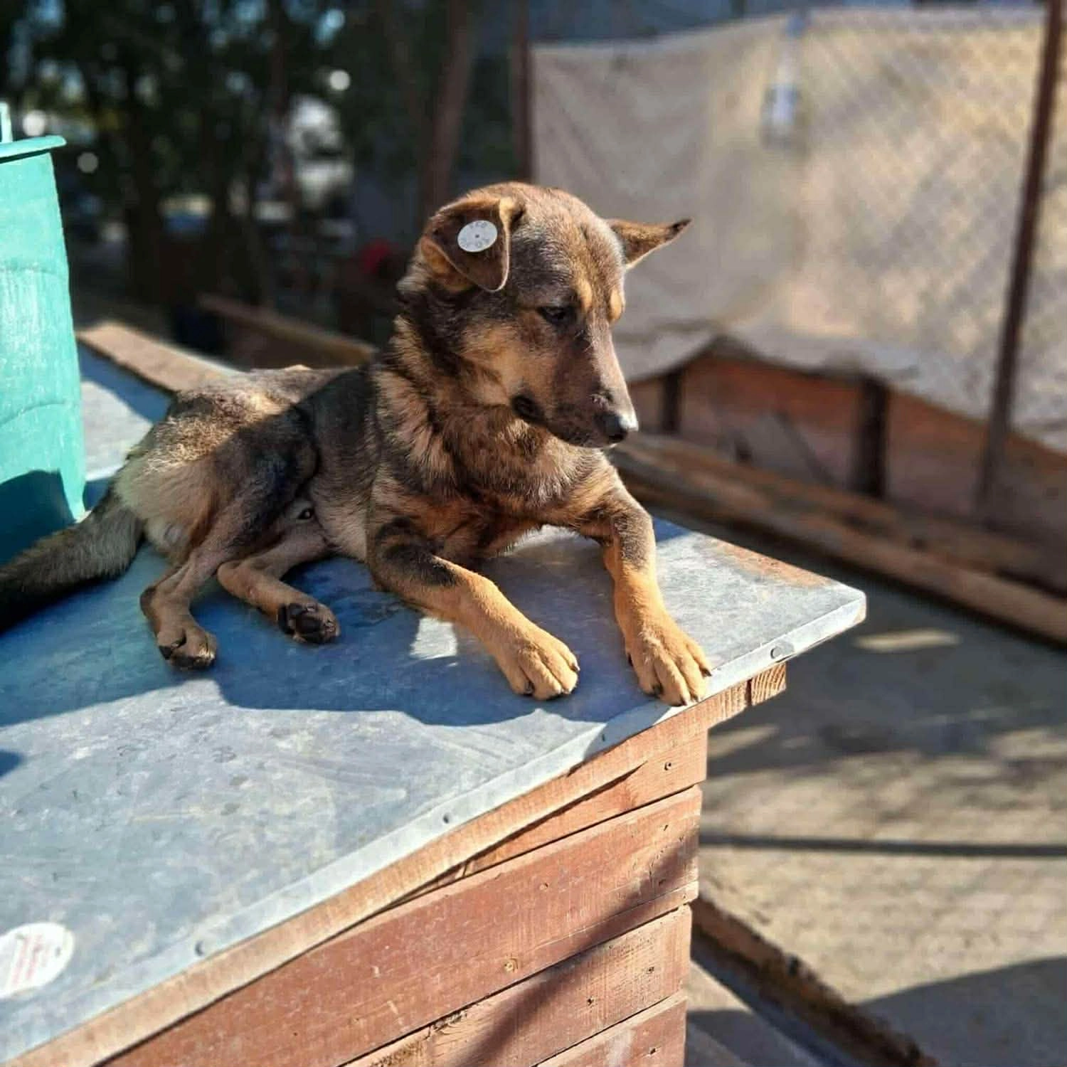 Pro Animals Deutschland e.V. – Hundeheim