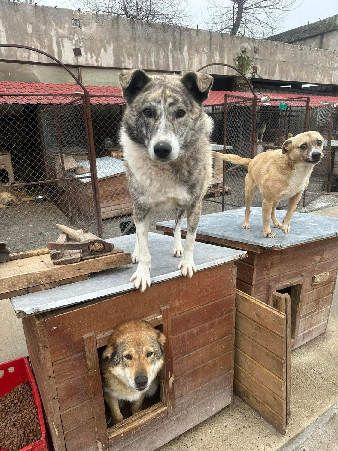 Pro Animals Deutschland e.V. – Hundeheim