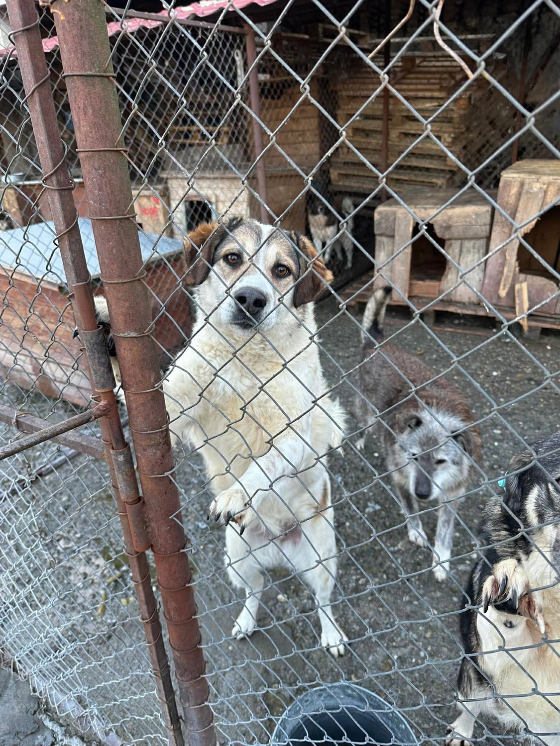 Pro Animals Deutschland e.V. – Hundeheim