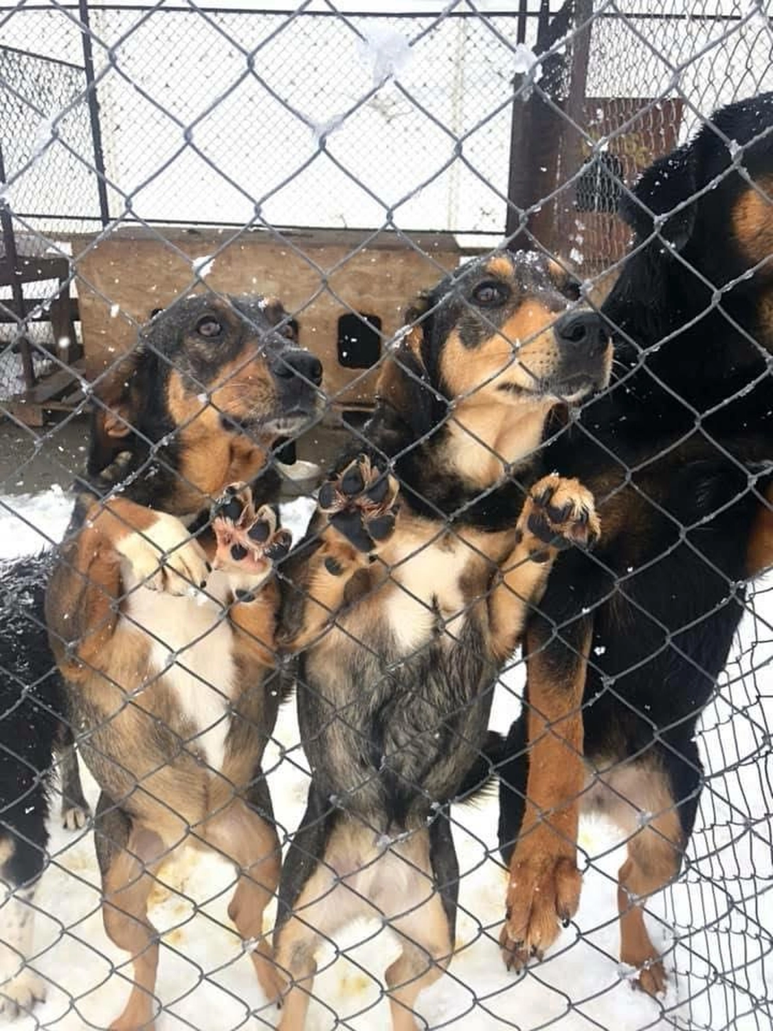 Pro Animals Deutschland e.V. – Tierheim