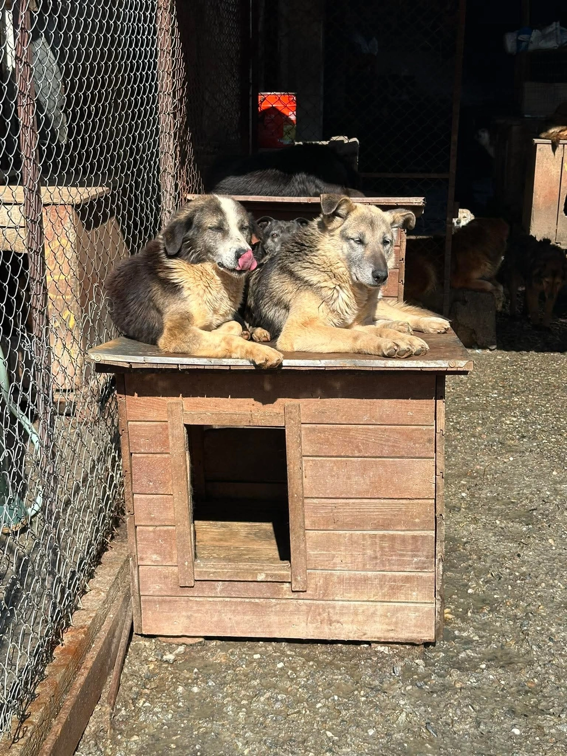 Pro Animals Deutschland e.V. – Hundeheim