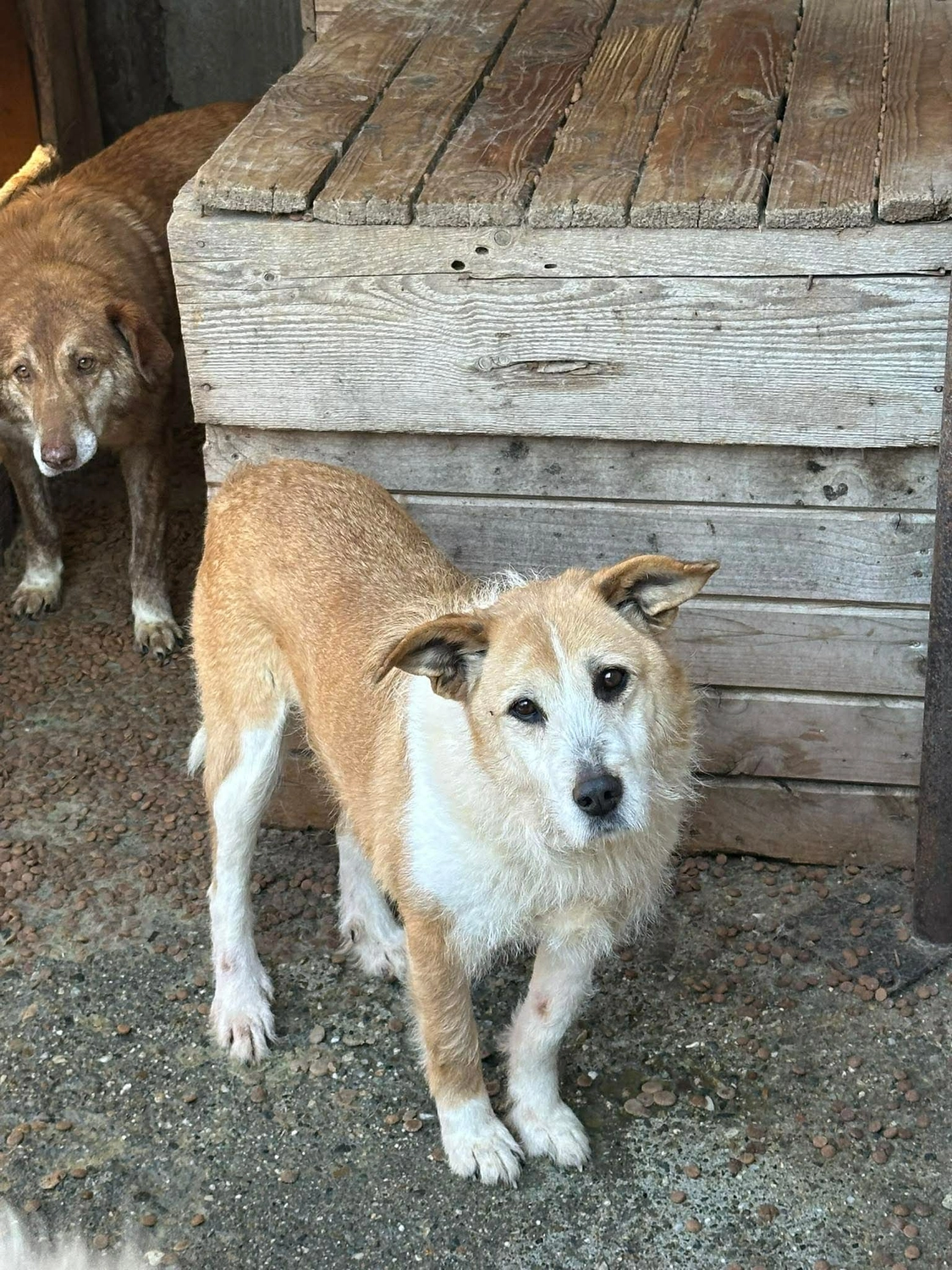 Pro Animals Deutschland e.V. – Hundeheim