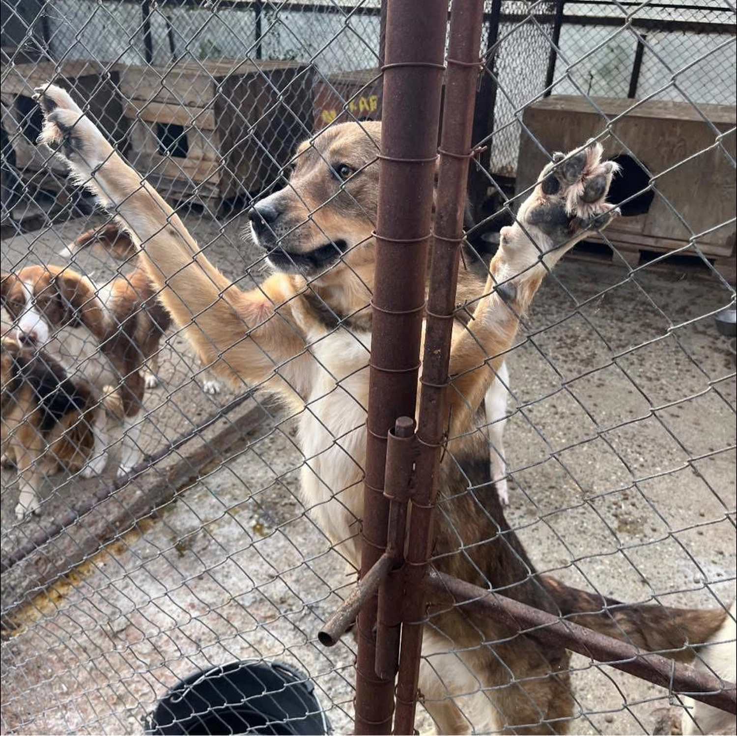 Pro Animals Deutschland e.V. – Tierheim