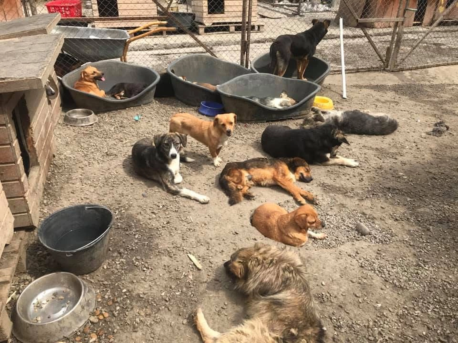 Pro Animals Deutschland e.V. – Tierheim
