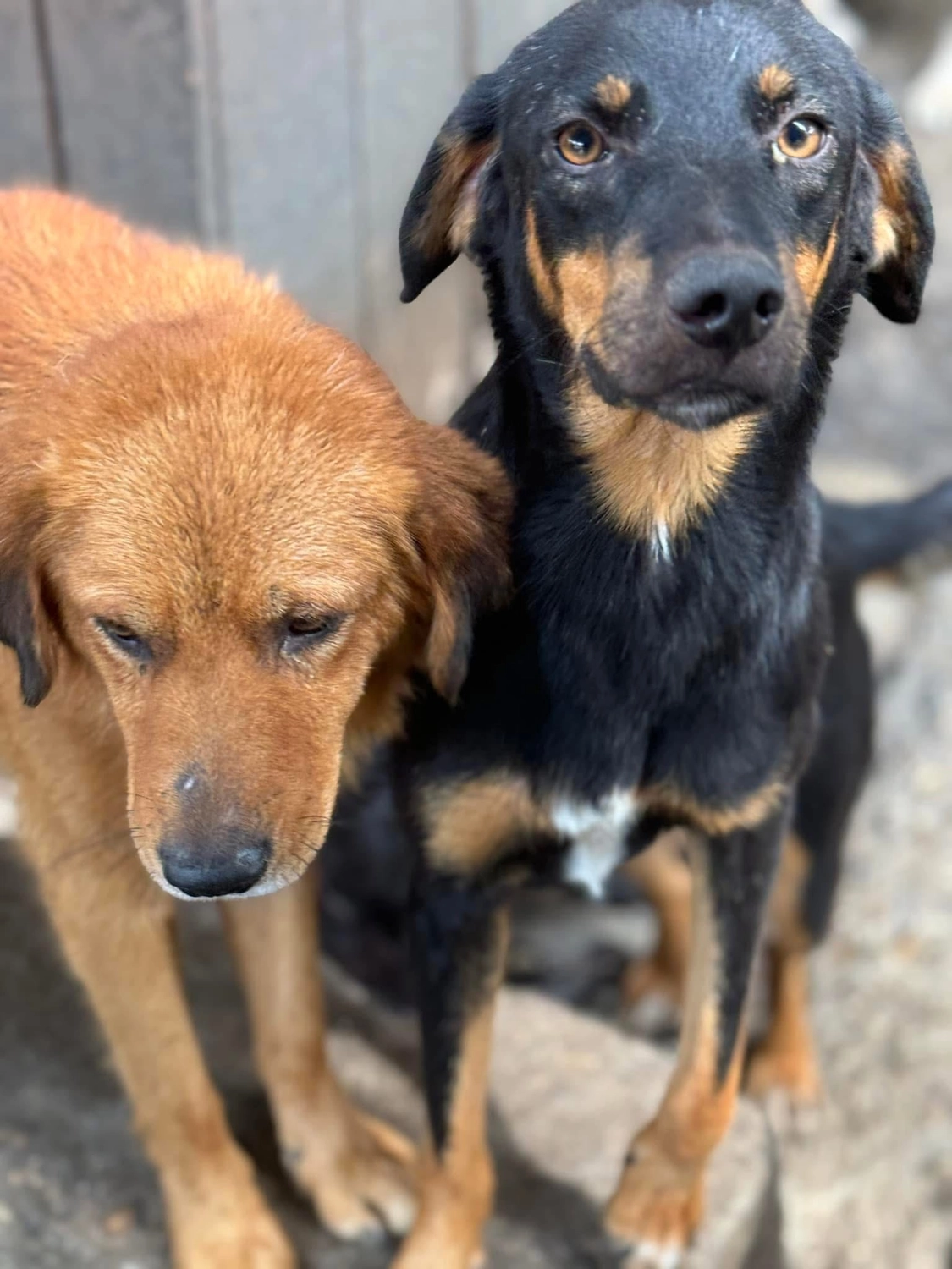 Pro Animals Deutschland e.V. – Hundeheim