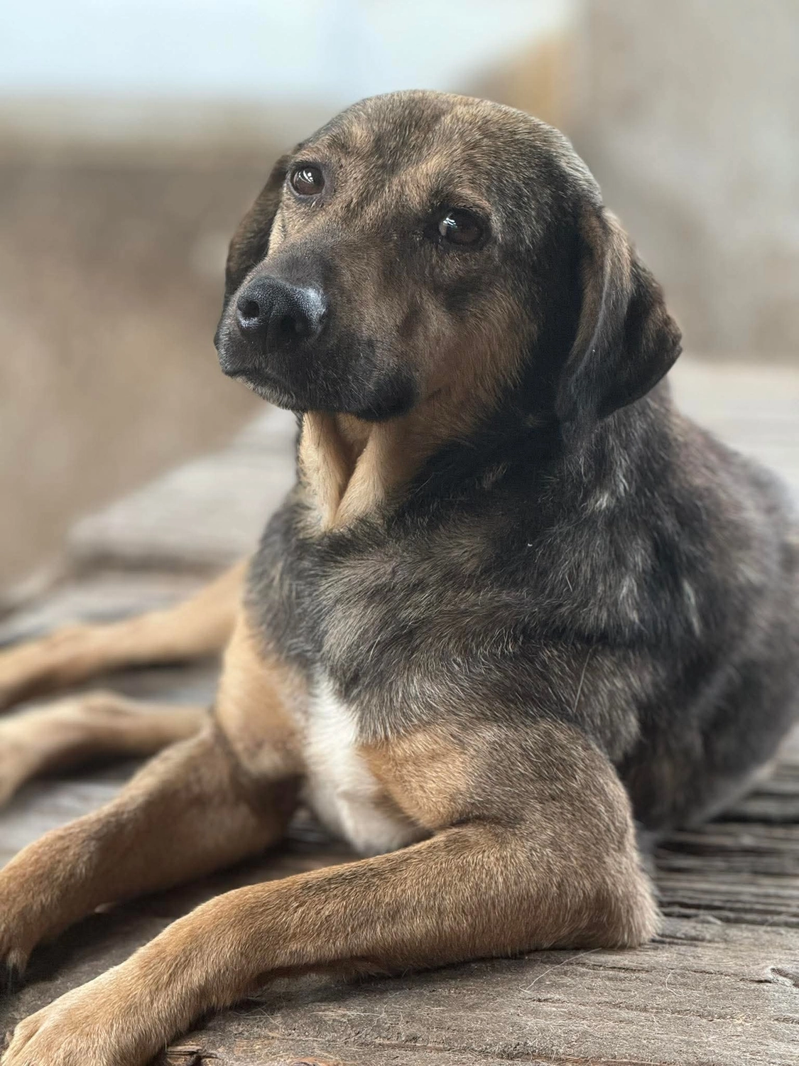 Pro Animals Deutschland e.V. – Hundeheim