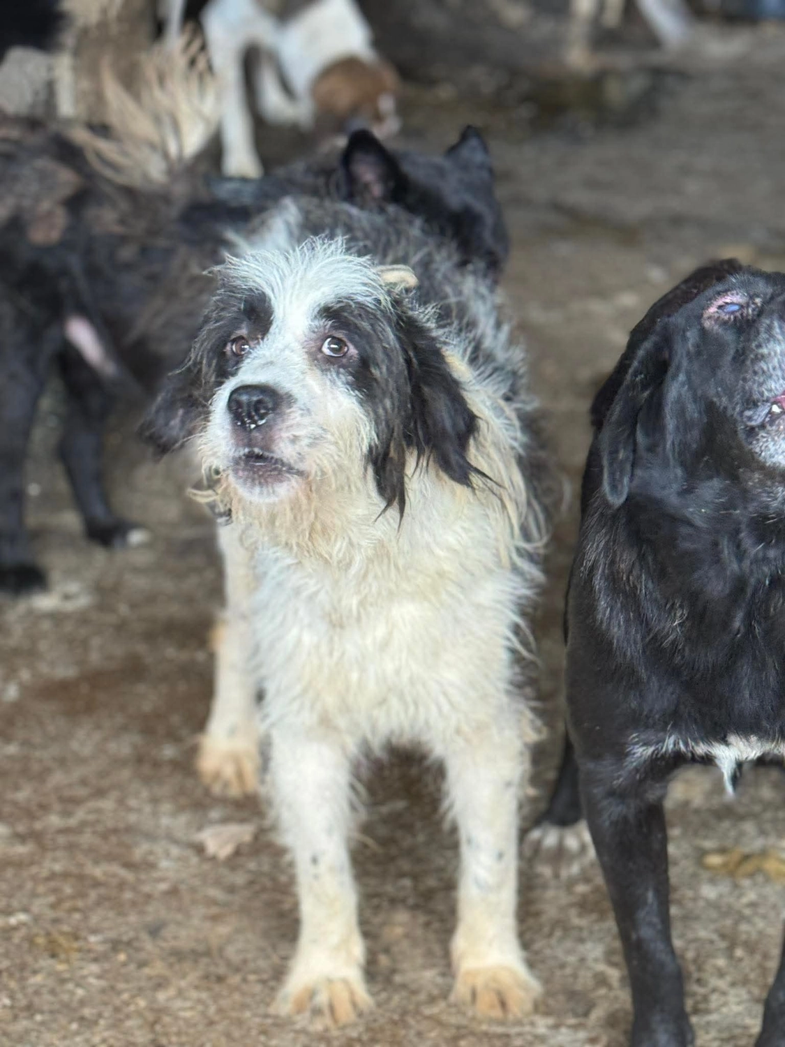 Pro Animals Deutschland e.V. – Hundeheim