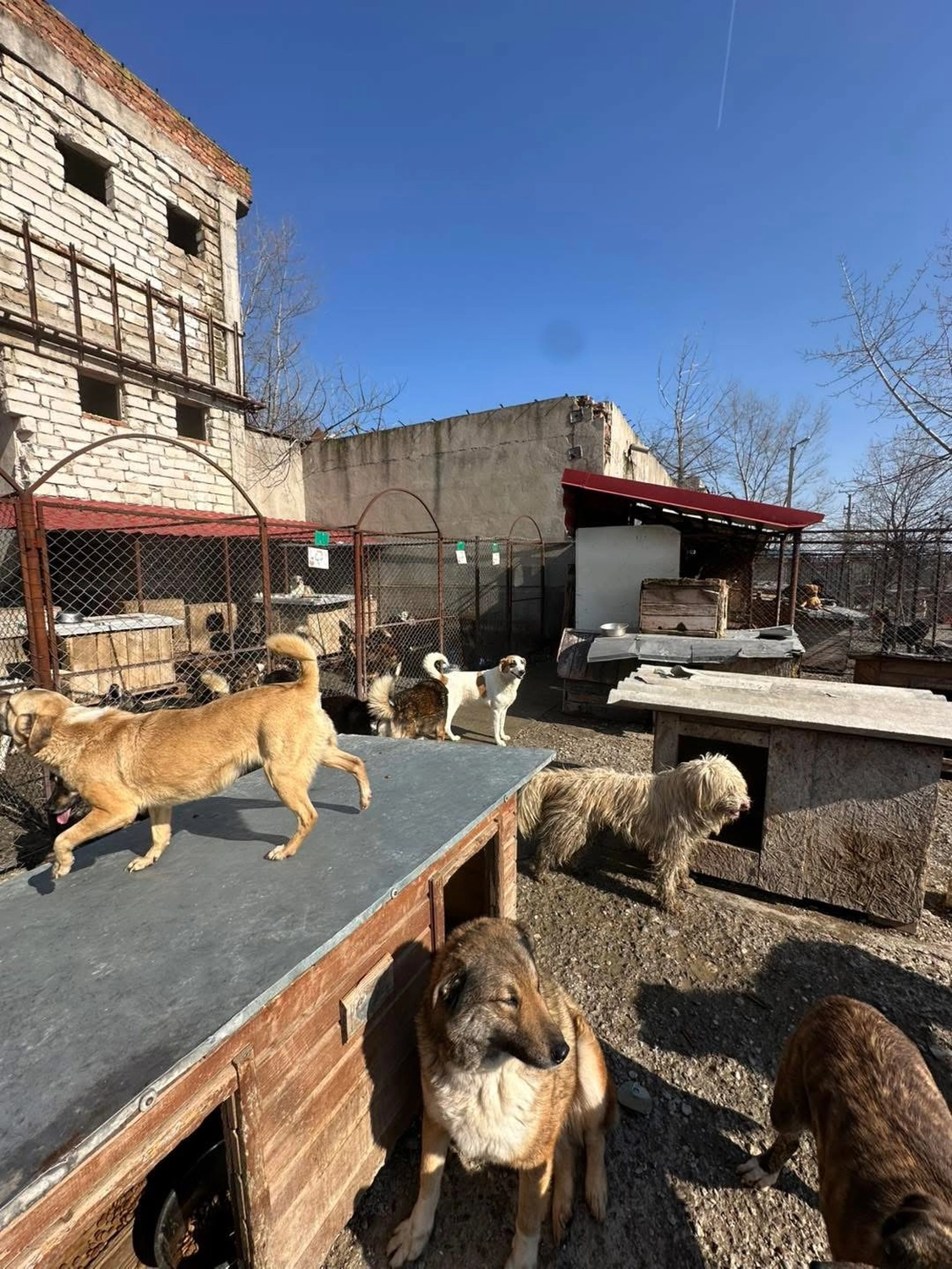 Pro Animals Deutschland e.V. – Hundeheim
