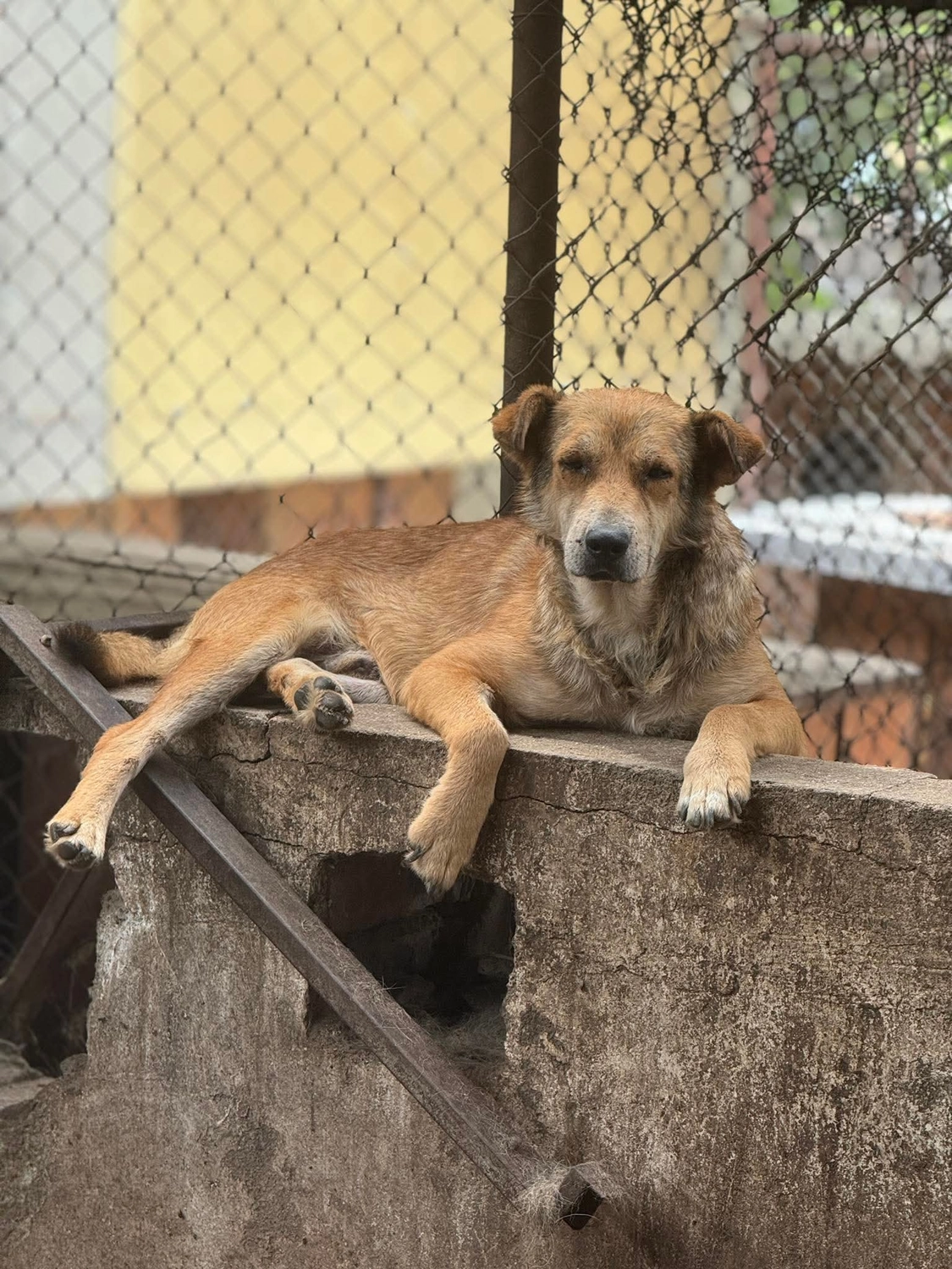 Pro Animals Deutschland e.V. – Hundeheim