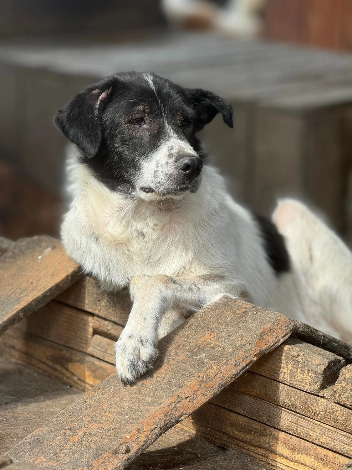 Pro Animals Deutschland e.V. – Hundeheim