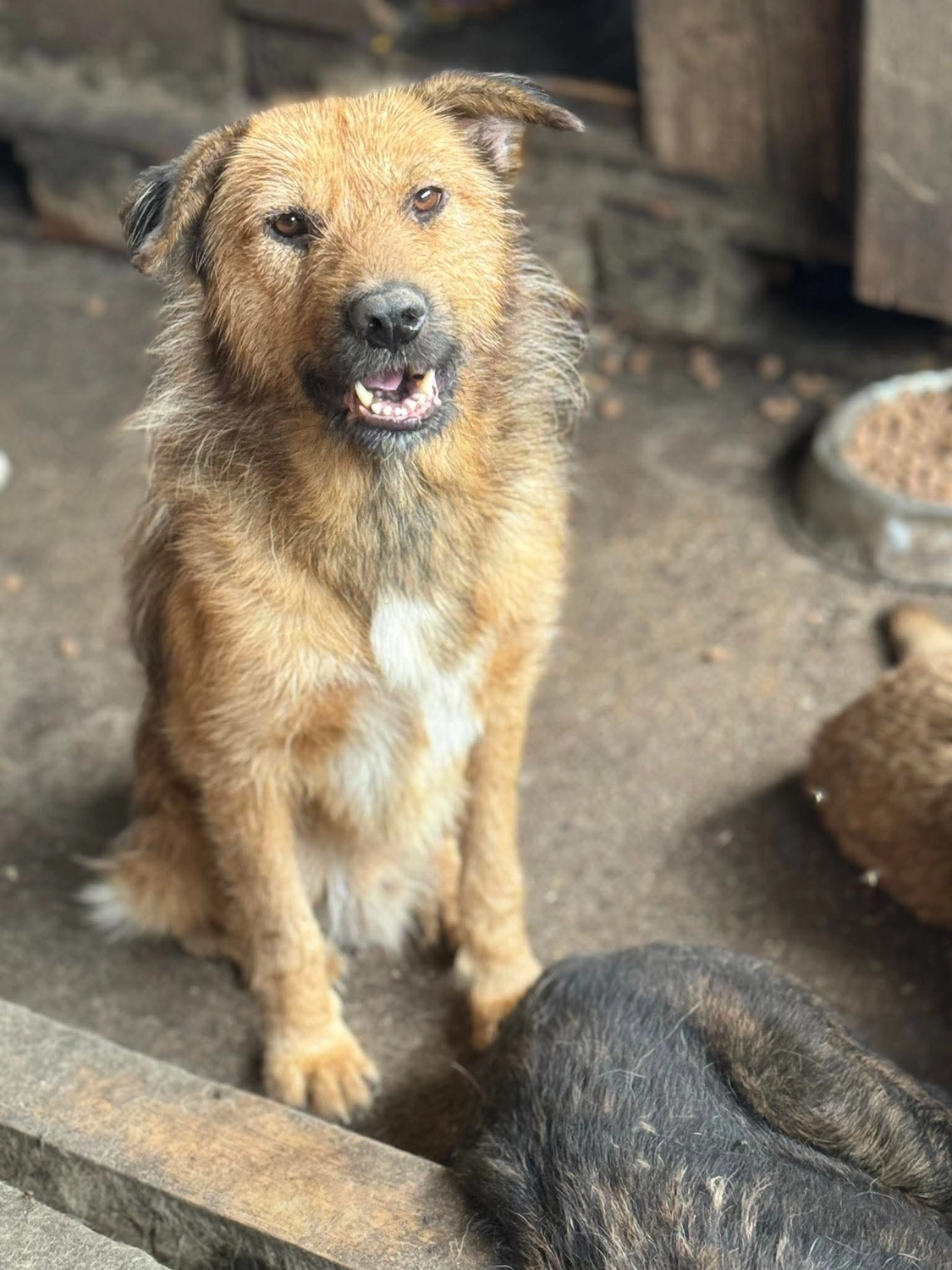 Pro Animals Deutschland e.V. – Hundeheim