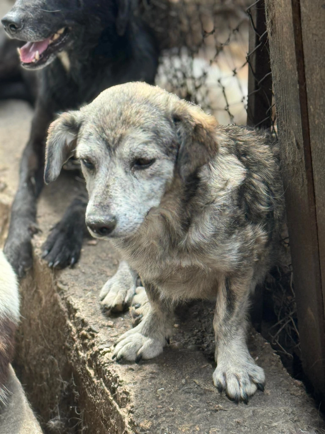 Pro Animals Deutschland e.V. – Hundeheim