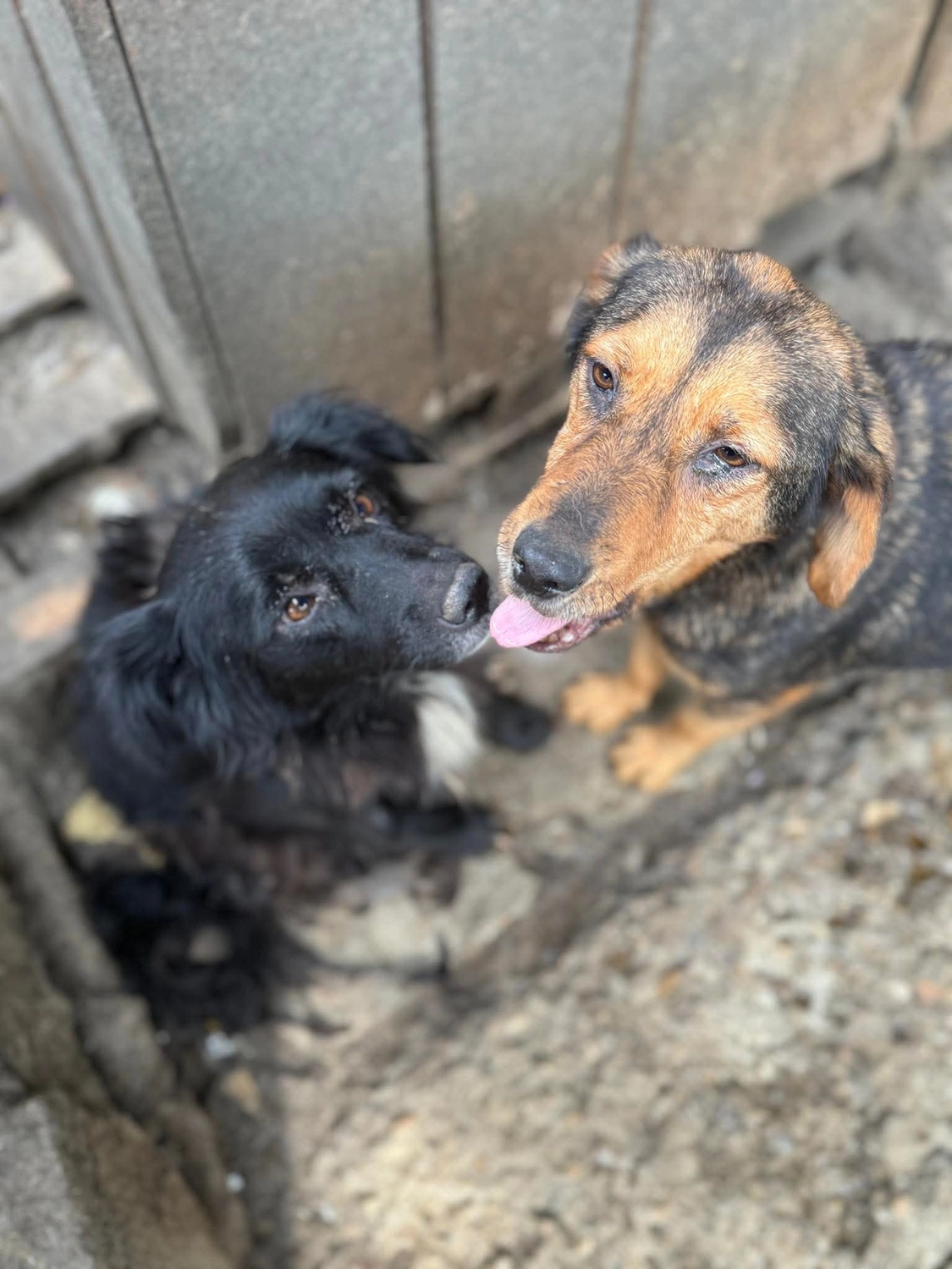 Pro Animals Deutschland e.V. – Hundeheim