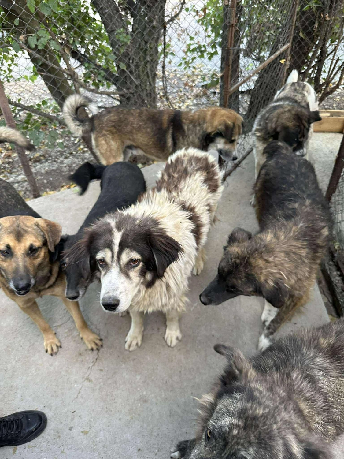 Pro Animals Deutschland e.V. – Hundeheim