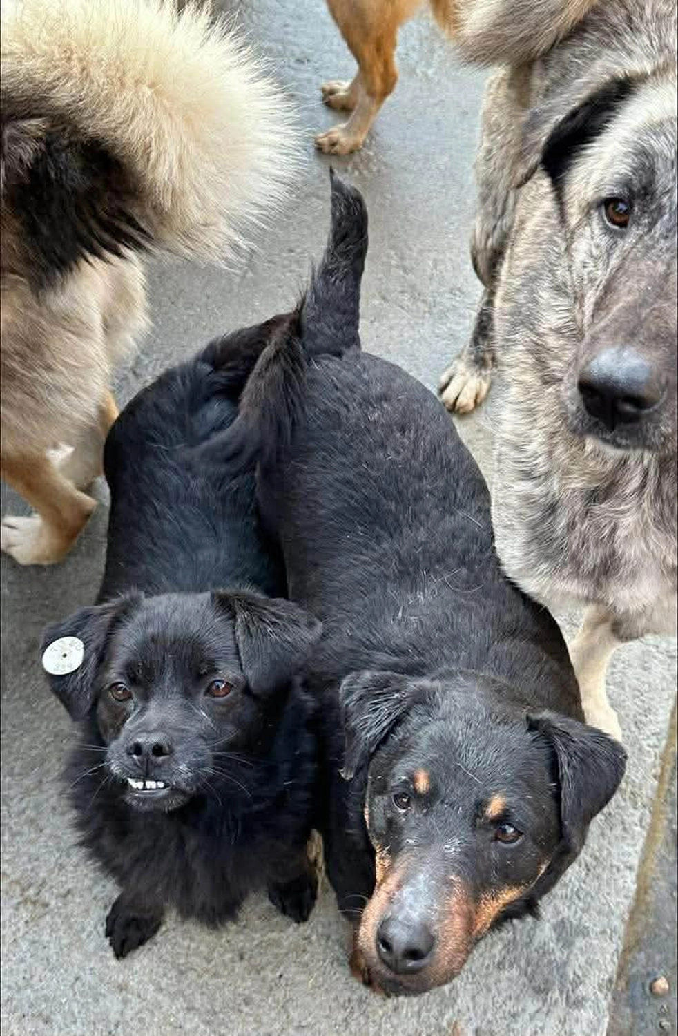 Pro Animals Deutschland e.V. – Hundeheim