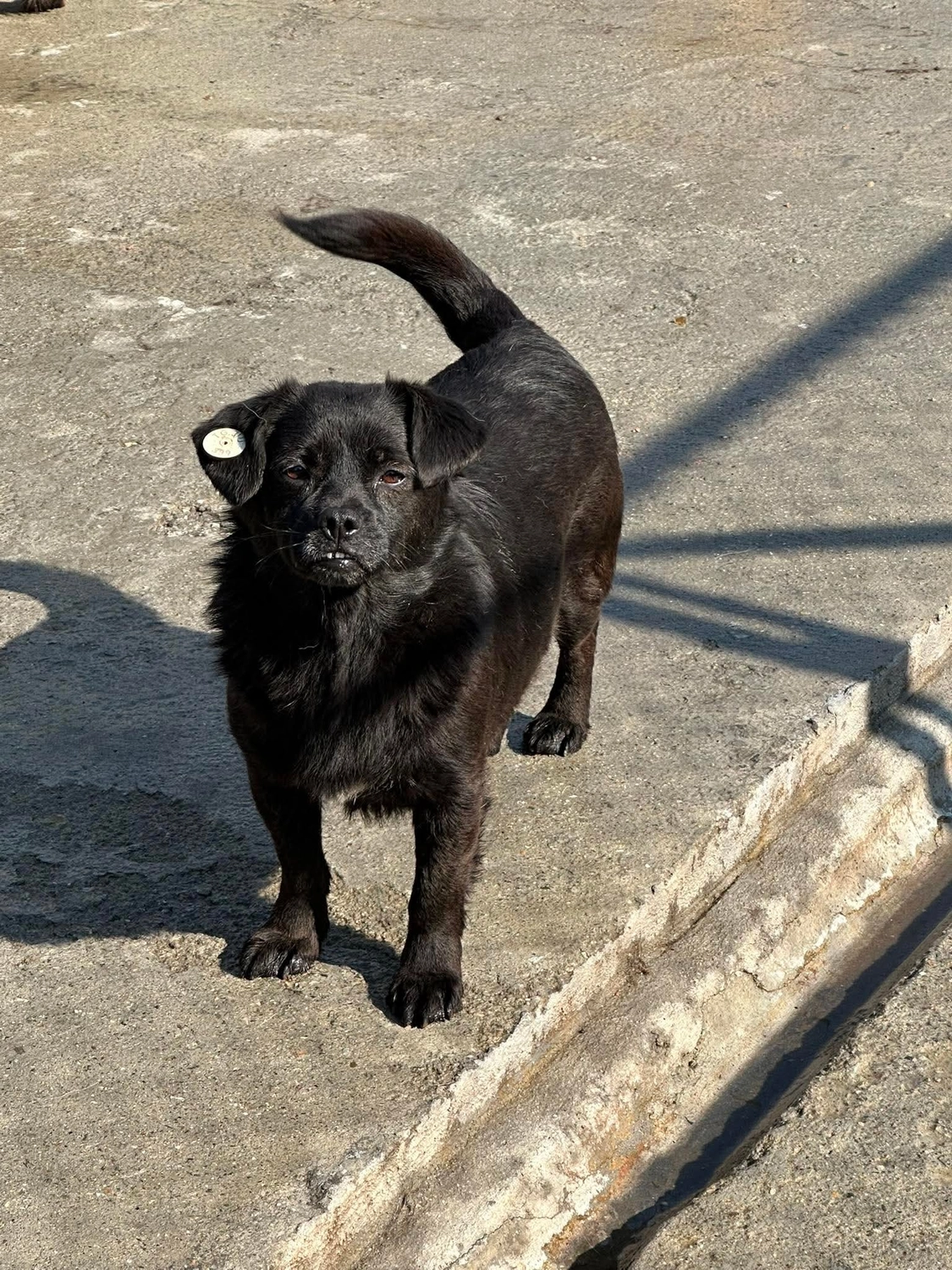 Pro Animals Deutschland e.V. – Hundeheim
