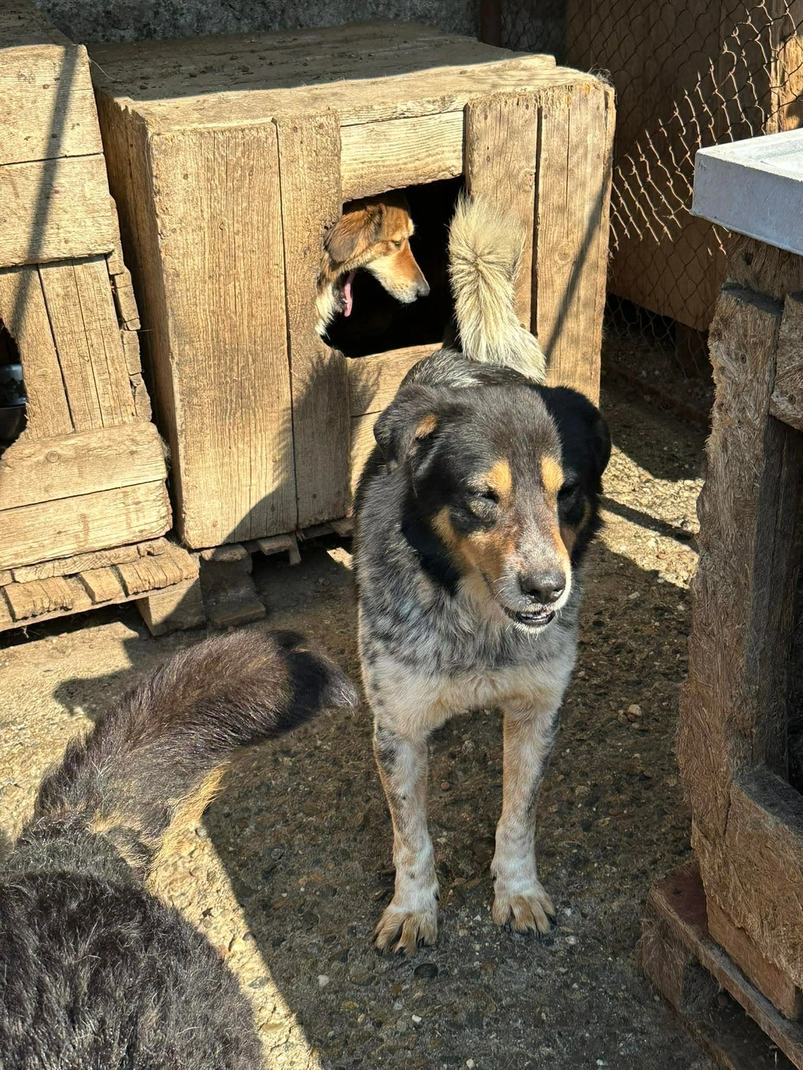 Pro Animals Deutschland e.V. – Hundeheim