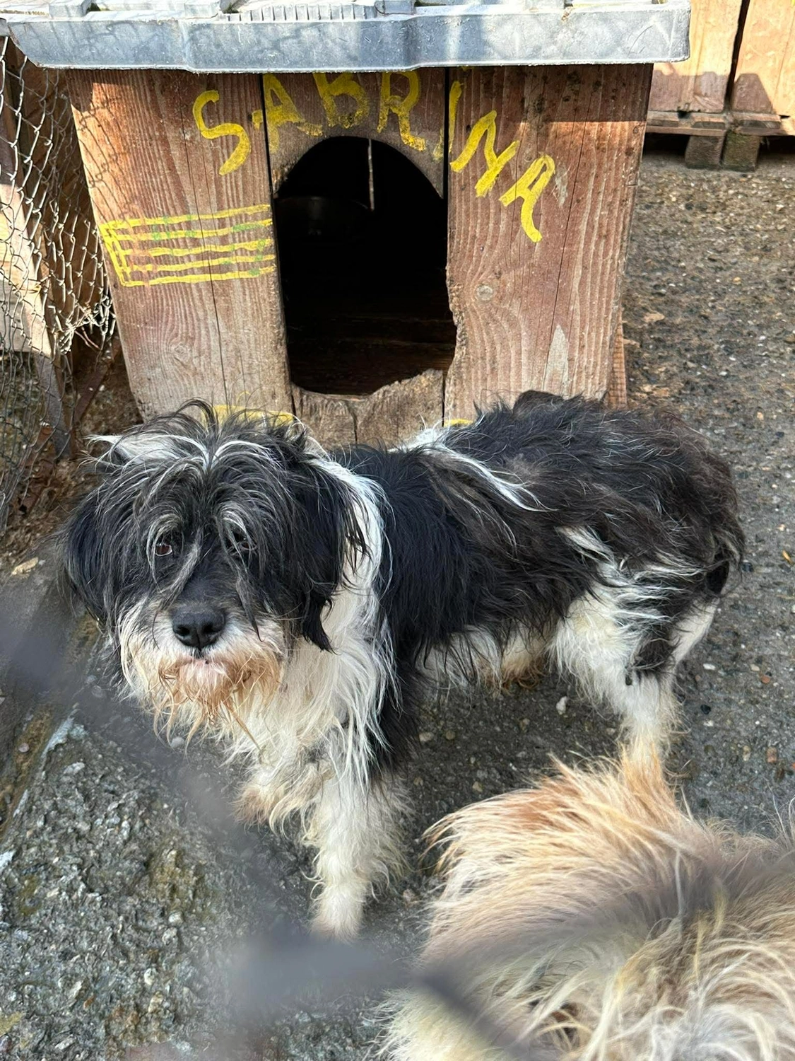 Pro Animals Deutschland e.V. – Hundeheim