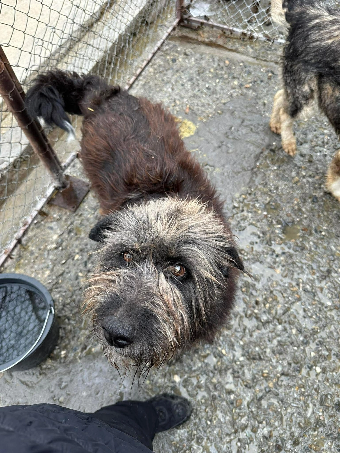 Pro Animals Deutschland e.V. – Hundeheim