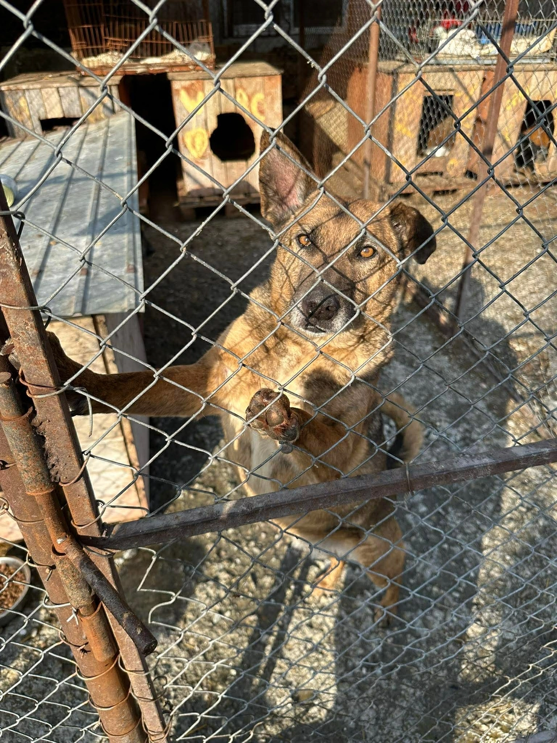 Pro Animals Deutschland e.V. – Hundeheim