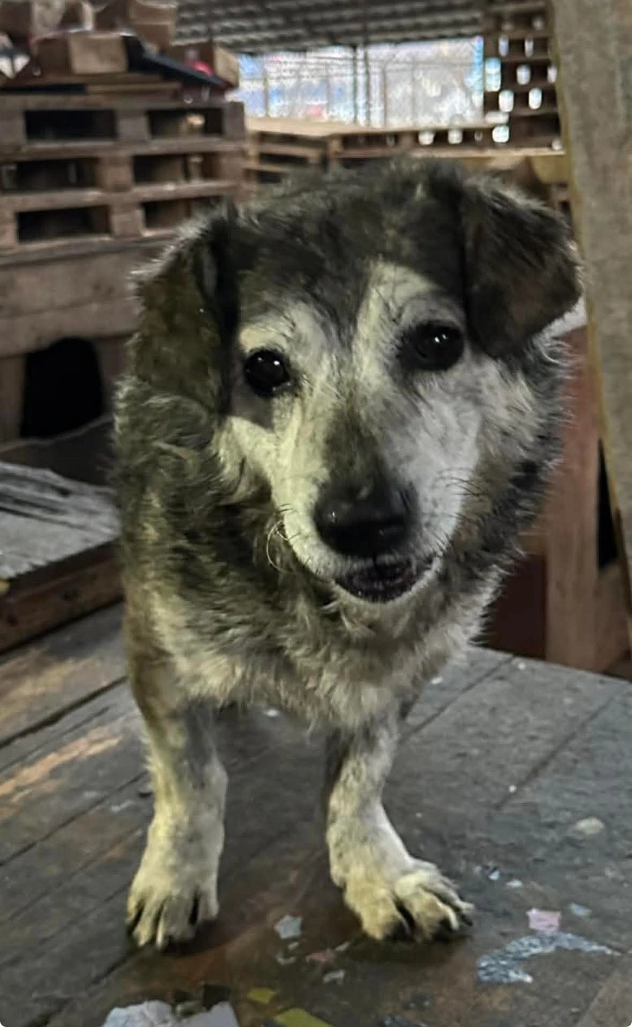 Pro Animals Deutschland e.V. – Hundeheim