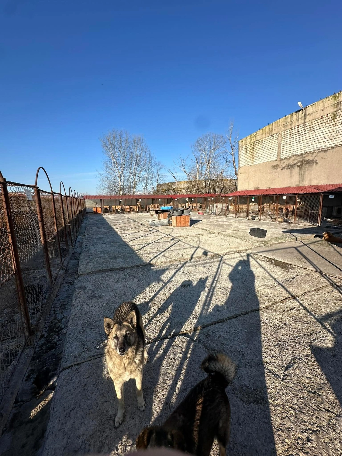 Pro Animals Deutschland e.V. – Hundeheim