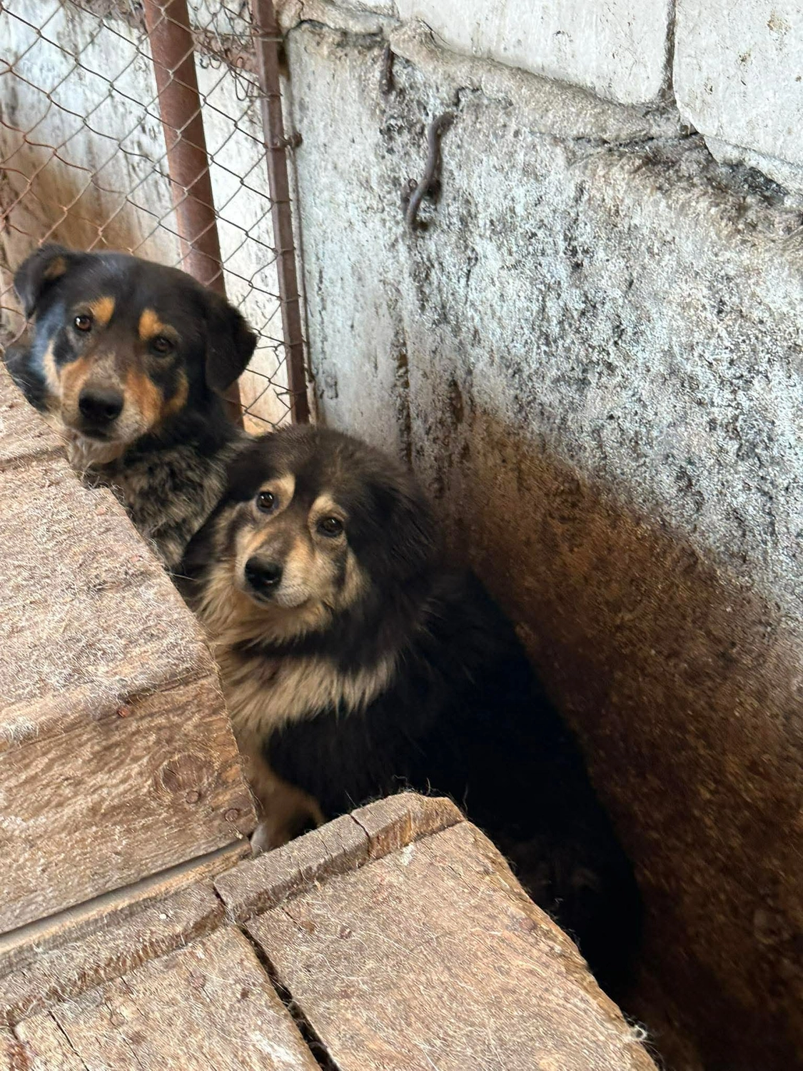 Pro Animals Deutschland e.V. – Hundeheim