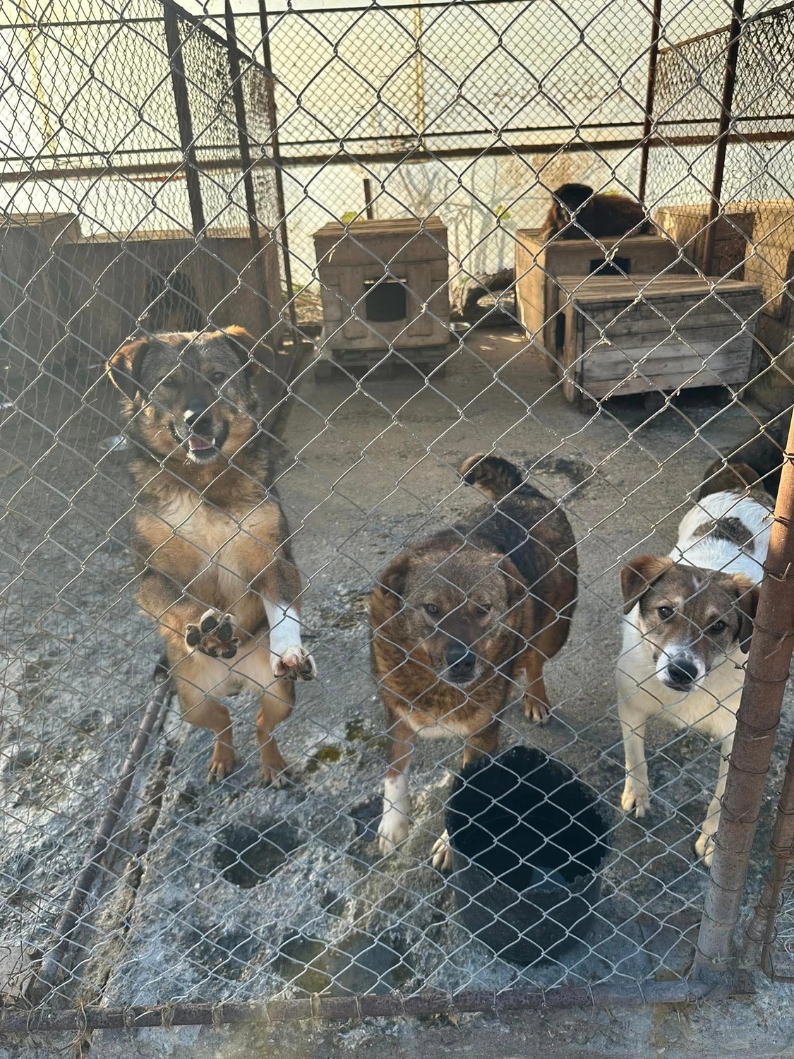 Pro Animals Deutschland e.V. – Hundeheim