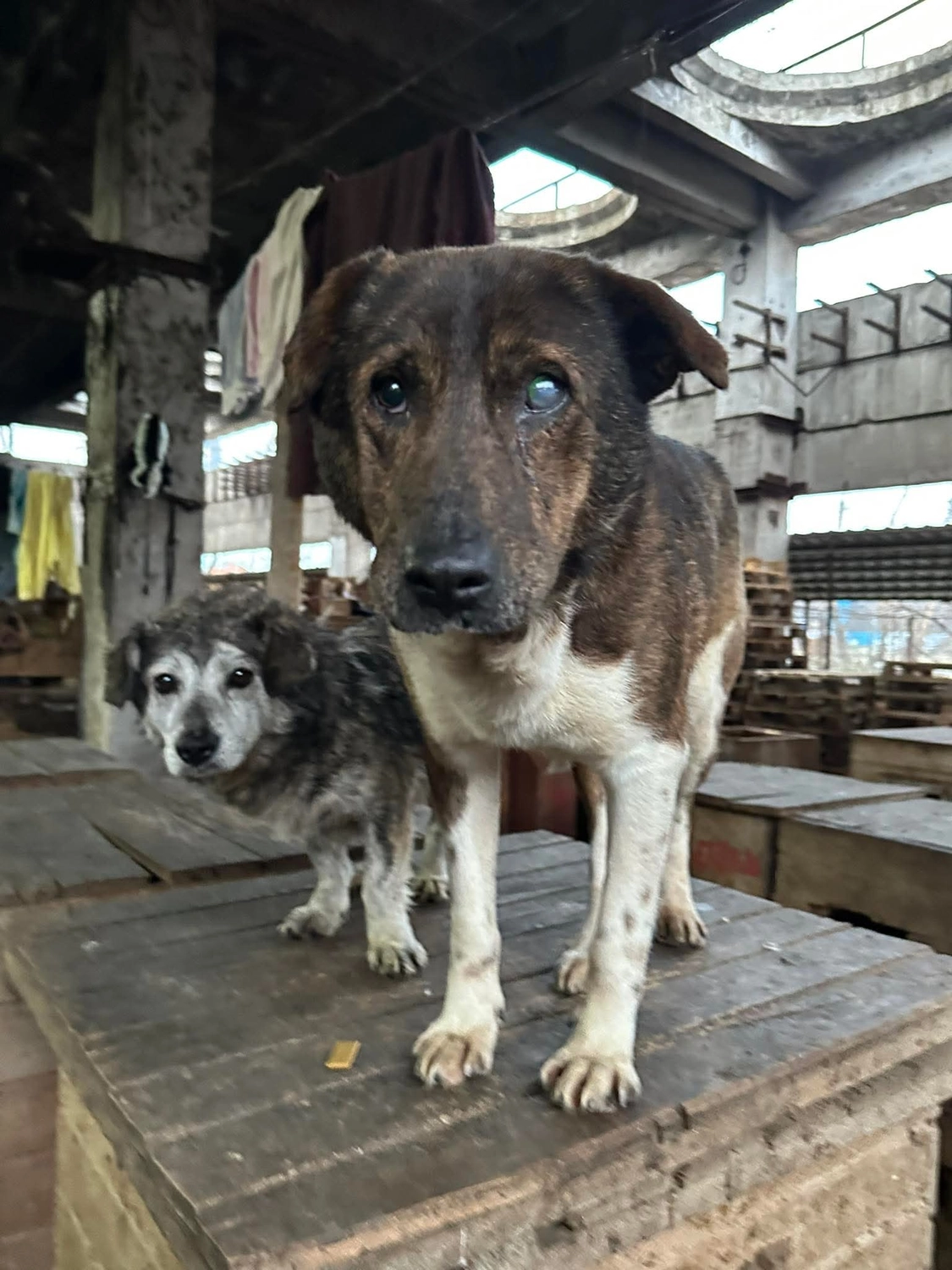 Pro Animals Deutschland e.V. – Hundeheim