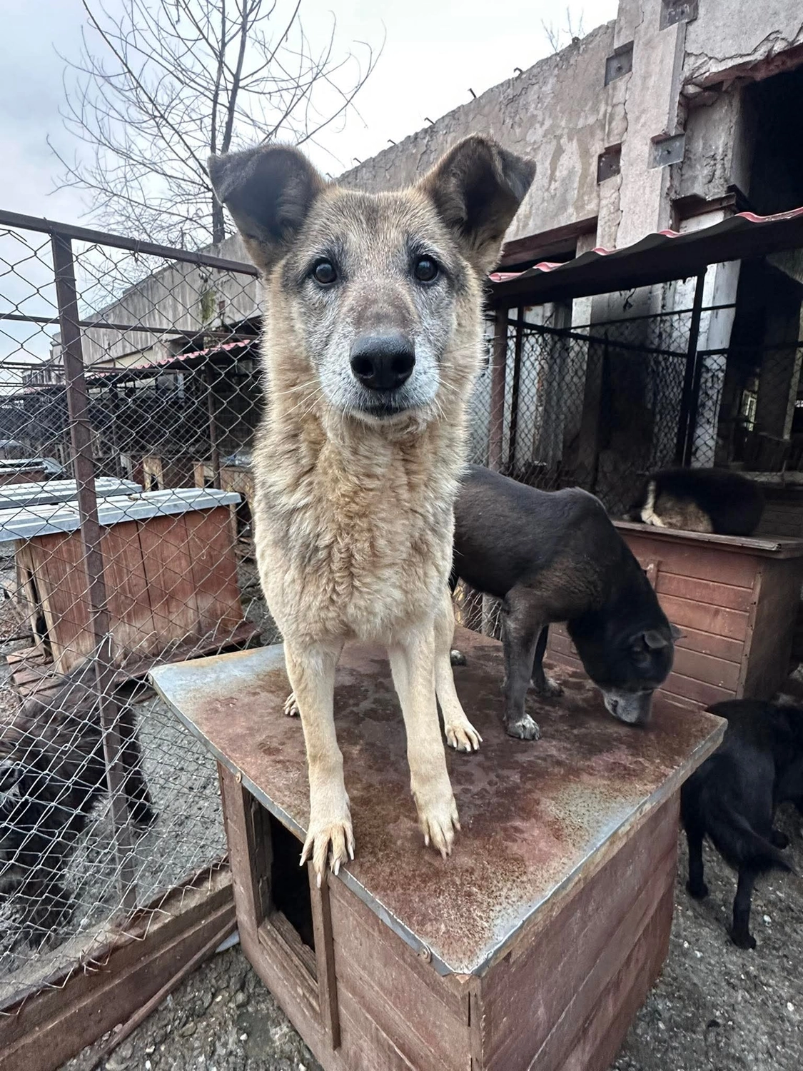 Pro Animals Deutschland e.V. – Hundeheim