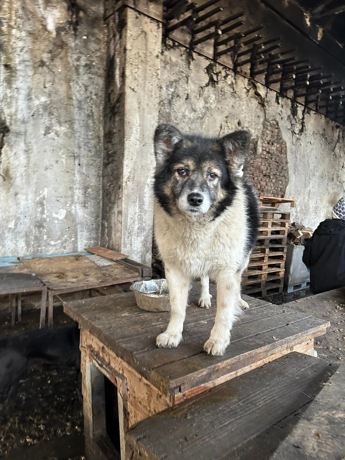 Pro Animals Deutschland e.V. – Hundeheim
