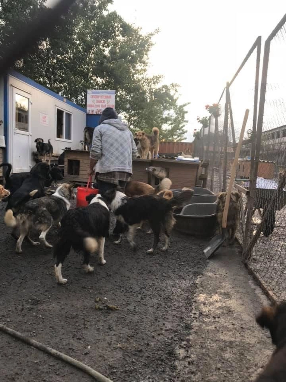 Pro Animals Deutschland e.V. – Hundeheim