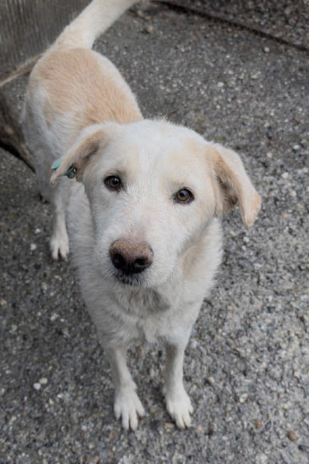 Pro Animals Deutschland e.V. – Hundeheim
