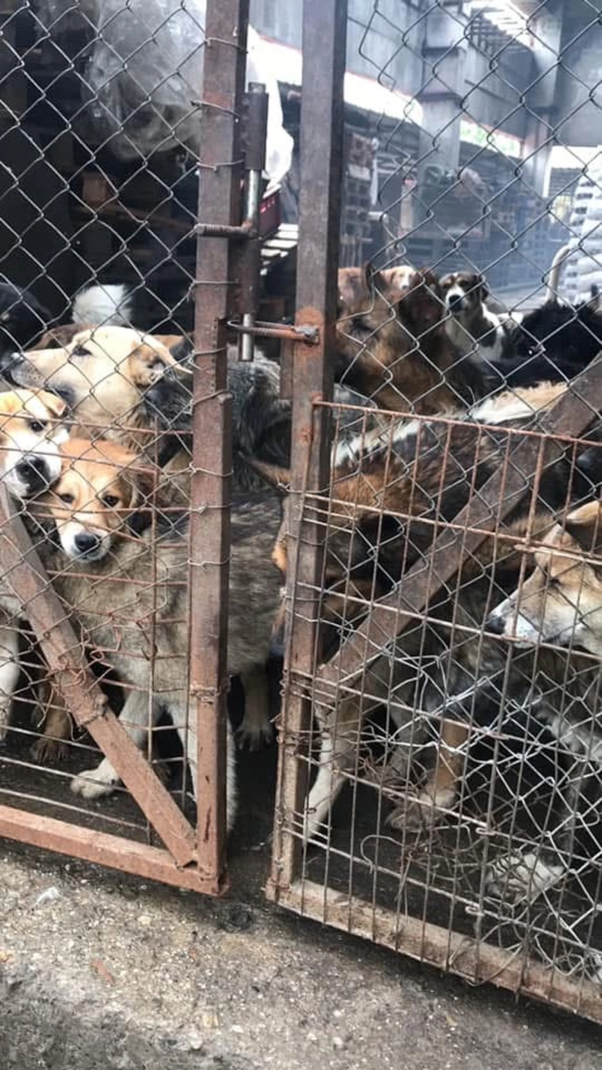 Pro Animals Deutschland e.V. – Hundeheim