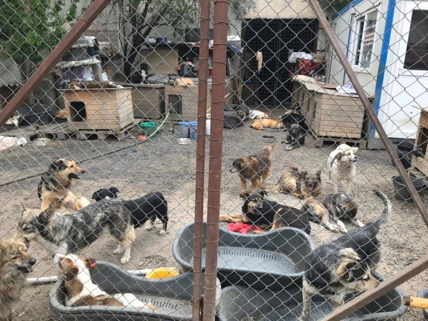 Pro Animals Deutschland e.V. – Hundeheim